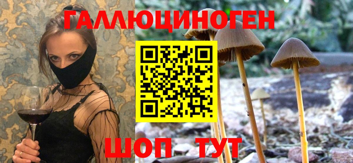 Псилоцибиновые грибы мицелий  что такое   Чернушка  Псилоцибиновые грибы GOLDEN TEACHER  Вход с VPN 